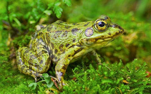 雪人和青蛙童话作文