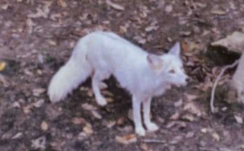 乌鸦状告狐狸作文