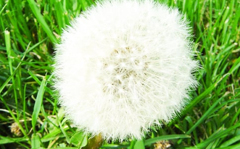 蒲公英的约定小学作文