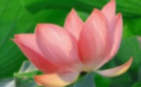 【推荐】关于荷花的作文