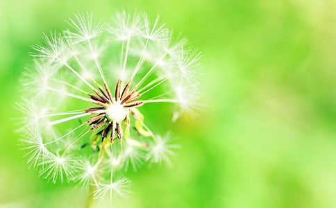 蒲公英的约定作文650字