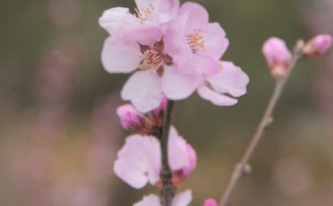 羞愧会是人生中一朵绚丽的花朵小学作文350字