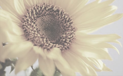 观察太阳花作文范文