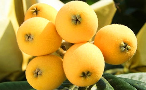 关于枇杷树的作文3篇