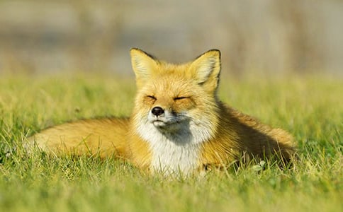 《狐狸与老虎》新传作文300字