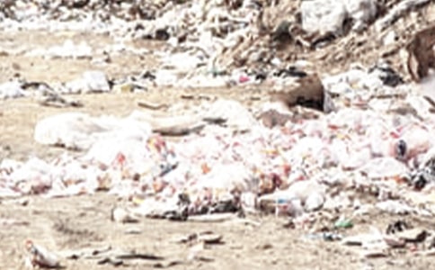 小鹿斑琳的环保垃圾桶小学作文