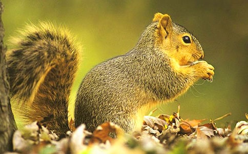 小白兔和小松鼠找松果一年级优秀作文