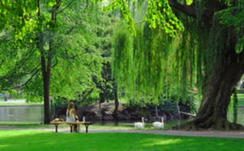 美丽的滨河公园三年级作文450字