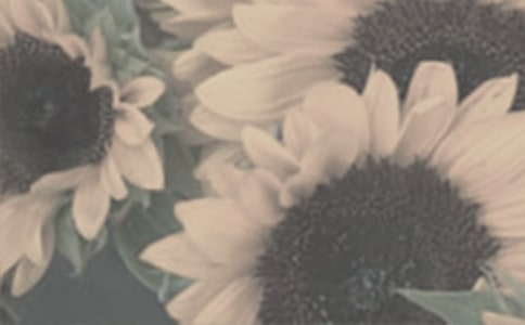 最美太阳花优秀作文