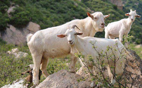 为什么那只山羊爱吃那种红浆果的哲理故事