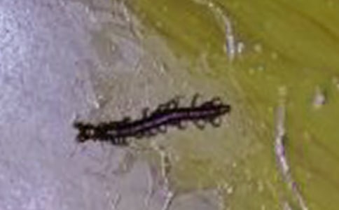 蜈蚣博弈哲理故事