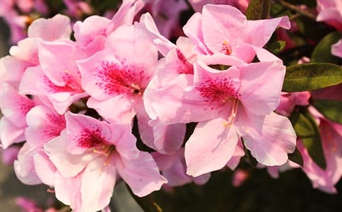 描写杜鹃花的优美段落（精选70句）