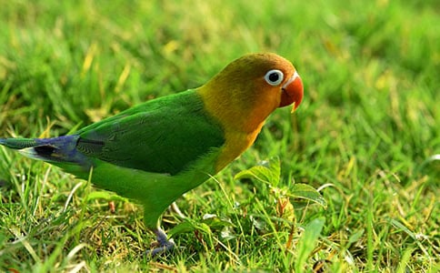 描写鹦鹉的好词好句好段