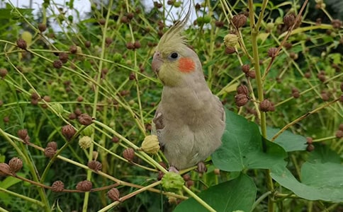 人生哲理故事:鹦鹉