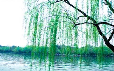 描写柳树好词好句好段