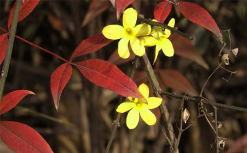 关于迎春花的优美段落