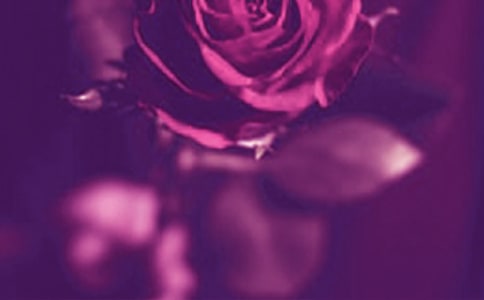 浪漫瘦身的哲理故事