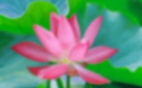 描写荷花好词好句好段