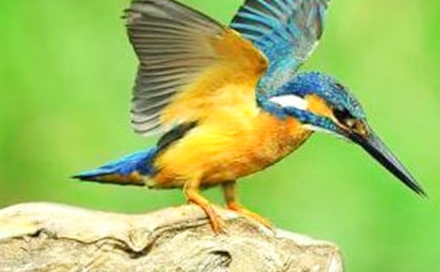 关于翠鸟的好词好句