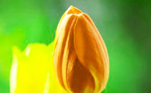 关于描写郁金香的优美段落