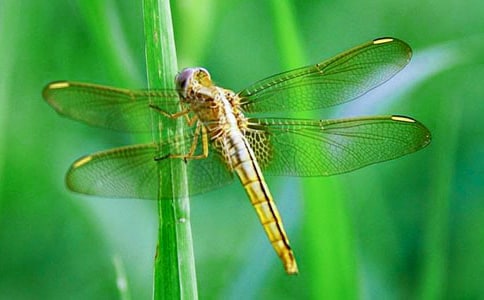 描写蜻蜓的好词好句