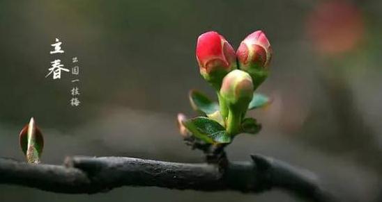 二十四节气立春的谚语大全_关于立春节气的谚语