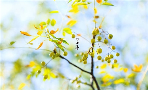 关于小暑节气的经典谚语大全