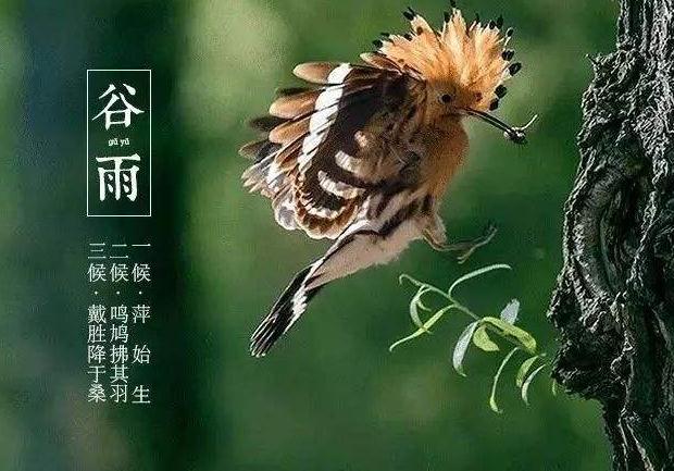 描写二十四节气谷雨的古诗词赏析