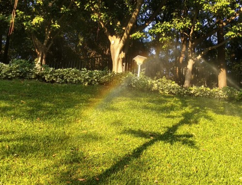 夏至为什么要吃狗肉呢