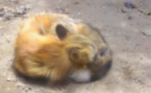 狐狸和乌鸦说课稿