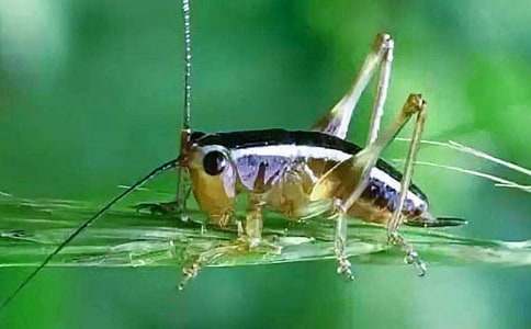 《蟋蟀的住宅》说课稿（精选18篇）