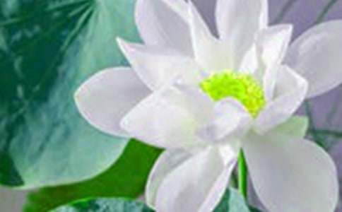 《荷花》说课稿